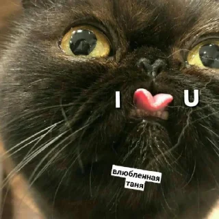😄 emoji Псина-Тяня сутулая Telegram sticker 7 of 59