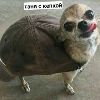 😄 emoji Псина-Тяня сутулая Telegram sticker 18 of 59