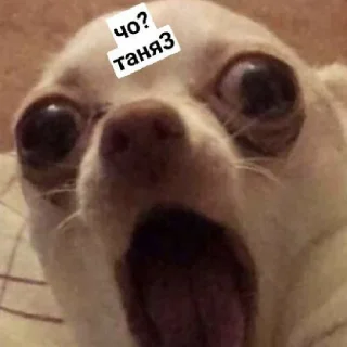 😄 emoji Псина-Тяня сутулая Telegram sticker 10 of 59