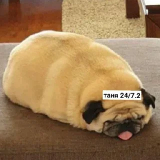 😄 emoji Псина-Тяня сутулая Telegram sticker 9 of 59