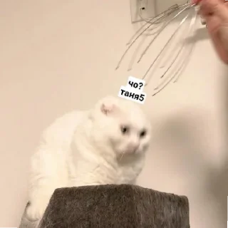 😄 emoji Псина-Тяня сутулая Telegram sticker 5 of 59