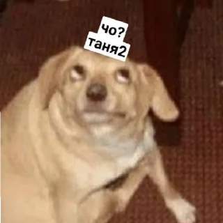😄 emoji Псина-Тяня сутулая Telegram sticker 14 of 59