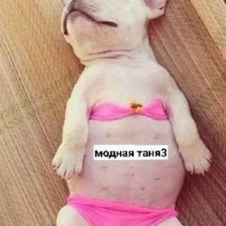 😄 emoji Псина-Тяня сутулая Telegram sticker 24 of 59
