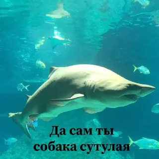 Sticker from Сутулая акула