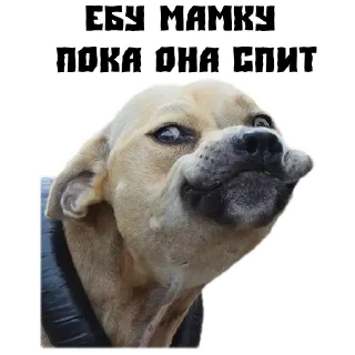 Sticker from (@StickersHyickers) Псина Сутулая