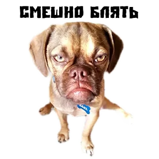 Sticker from (@StickersHyickers) Псина Сутулая