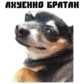 Sticker from (@StickersHyickers) Псина Сутулая