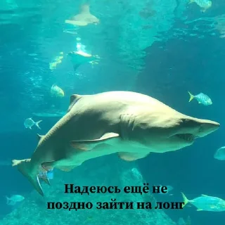 Sticker from Сутулая акула