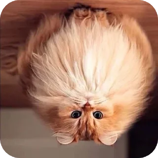 Sticker from Котики