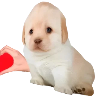 Sticker from pupsikiesmemes5
