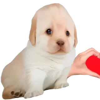 Sticker from pupsikiesmemes5