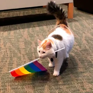 Sticker from радужни стикерпак 🏳️‍🌈 @miaowmere