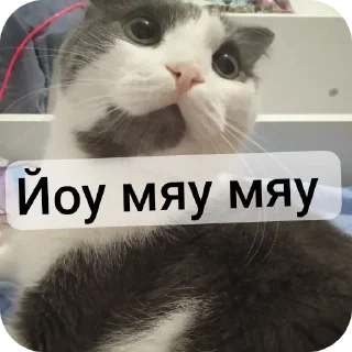 🐱 emoji Стикеры термалаhttp://t.me/add Telegram sticker 5 of 29