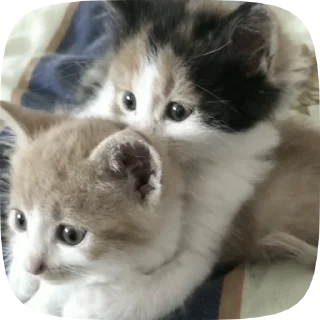 Sticker from Caat 2.0