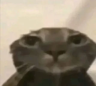 Sticker from Мяу мяу