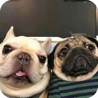 🫥 emoji 1x1 на миду на ножах в говне и Telegram sticker 6 of 116
