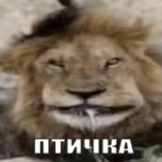 🦁 emoji 1x1 на миду на ножах в говне и Telegram sticker 24 of 116
