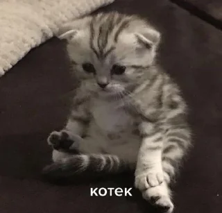 люблю федю sticker 1