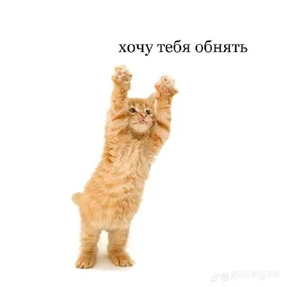 люблю федю sticker 3