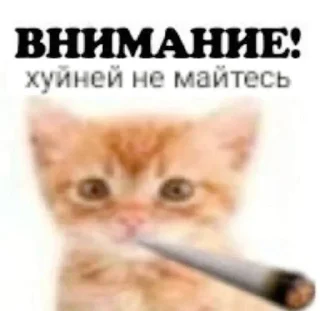 🚬 emoji МАТЬ ТВОЯ- хорошая женщина😽 @Hakaxapa_4 Telegram sticker 22 of 120