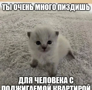 🏠 emoji МАТЬ ТВОЯ- хорошая женщина😽 @Hakaxapa_4 Telegram sticker 11 of 120