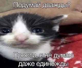 🤓 emoji МАТЬ ТВОЯ- хорошая женщина😽 @Hakaxapa_4 Telegram sticker 6 of 120