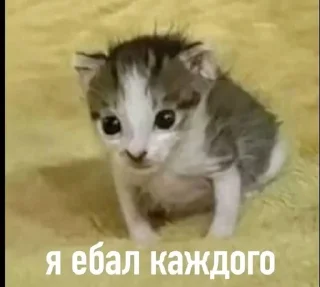 🤯 emoji МАТЬ ТВОЯ- хорошая женщина😽 @Hakaxapa_4 Telegram sticker 16 of 120