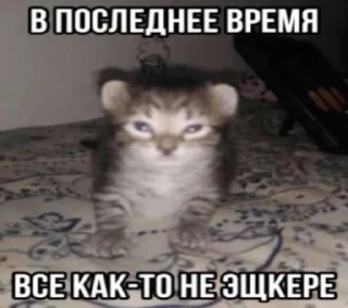 😢 emoji МАТЬ ТВОЯ- хорошая женщина😽 @Hakaxapa_4 Telegram sticker 12 of 120