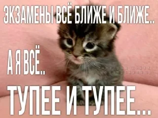 📚 emoji МАТЬ ТВОЯ- хорошая женщина😽 @Hakaxapa_4 Telegram sticker 3 of 120