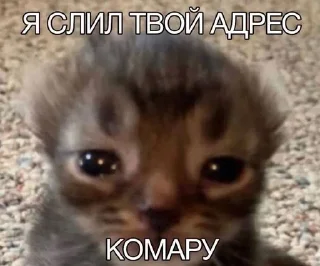 🦟 emoji МАТЬ ТВОЯ- хорошая женщина😽 @Hakaxapa_4 Telegram sticker 15 of 120