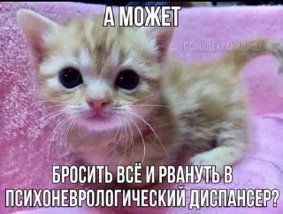 🏥 emoji МАТЬ ТВОЯ- хорошая женщина😽 @Hakaxapa_4 Telegram sticker 2 of 120