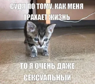 👙 emoji МАТЬ ТВОЯ- хорошая женщина😽 @Hakaxapa_4 Telegram sticker 4 of 120