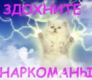 ⚡ emoji МАТЬ ТВОЯ- хорошая женщина😽 @Hakaxapa_4 Telegram sticker 20 of 120
