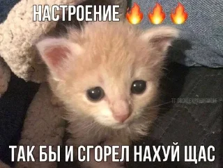 🔥 emoji МАТЬ ТВОЯ- хорошая женщина😽 @Hakaxapa_4 Telegram sticker 1 of 120