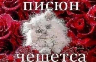 🌹 emoji МАТЬ ТВОЯ- хорошая женщина😽 @Hakaxapa_4 Telegram sticker 21 of 120
