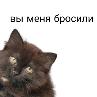 Sticker from Коты аристократы
