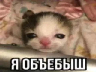 🌟 emoji жиза Telegram sticker 24 of 29