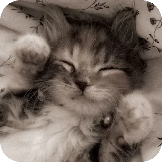 🐱 emoji Милые котята/⁠ᐠ⁠｡⁠ꞈ⁠｡⁠ᐟ⁠\ Telegram sticker 5 of 11