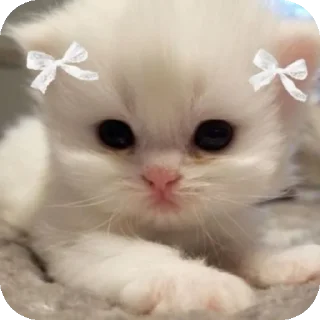 Милые котята/⁠ᐠ⁠｡⁠ꞈ⁠｡⁠ᐟ⁠\ sticker 3