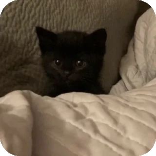 Милые котята/⁠ᐠ⁠｡⁠ꞈ⁠｡⁠ᐟ⁠\ sticker 4