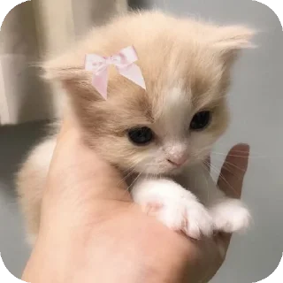 Милые котята/⁠ᐠ⁠｡⁠ꞈ⁠｡⁠ᐟ⁠\ sticker 1