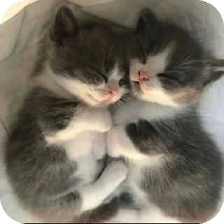 🥰 emoji Милые котята/⁠ᐠ⁠｡⁠ꞈ⁠｡⁠ᐟ⁠\ Telegram sticker 6 of 11