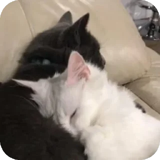 🥰 emoji Милые котята/⁠ᐠ⁠｡⁠ꞈ⁠｡⁠ᐟ⁠\ Telegram sticker 7 of 11