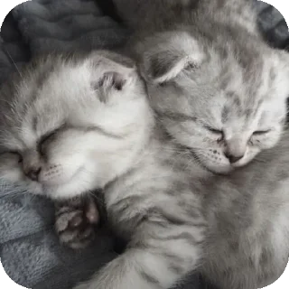 ❤ emoji Милые котята/⁠ᐠ⁠｡⁠ꞈ⁠｡⁠ᐟ⁠\ Telegram sticker 8 of 11