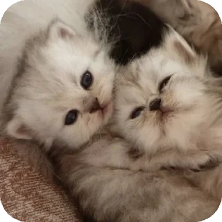 🥰 emoji Милые котята/⁠ᐠ⁠｡⁠ꞈ⁠｡⁠ᐟ⁠\ Telegram sticker 9 of 11