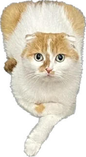 Sticker from Фенита Ля Попита