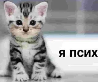 Sticker from кот