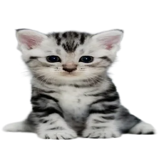 Sticker from кот