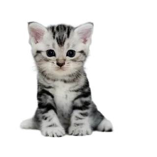 Sticker from кот