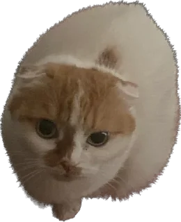Sticker from Фенита Ля Попита